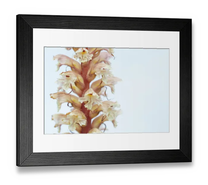 Framed Print : Amethyst broomrape (Orobanche amethystea) in flower, Nijmegen, The Netherlands. May Framed Print : Amethyst broomrape (Orobanche amethystea) in flower, Nijmegen, The Netherlands. May