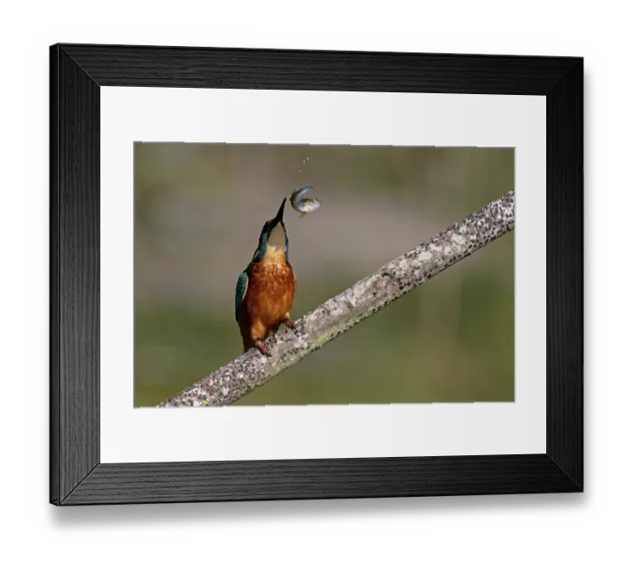 Framed Print : Common kingfisher (Alcedo atthis) perched on branch grabbing fish prey, Suffolk, England, UK. August Framed Print : Common kingfisher (Alcedo atthis) perched on branch grabbing fish prey, Suffolk, England, UK. August