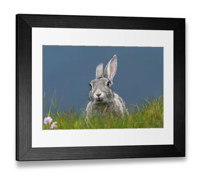 Framed Print : Rabbit (Oryctolagus cuniculus) portrait, Mainland, Shetland Islands, Scotland, UK. July Framed Print : Rabbit (Oryctolagus cuniculus) portrait, Mainland, Shetland Islands, Scotland, UK. July