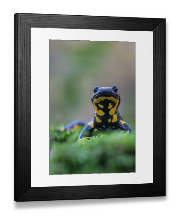 Framed Print : Fire salamander (Salamandra salamandra) portrait, Hallerbos, Belgium. November Framed Print : Fire salamander (Salamandra salamandra) portrait, Hallerbos, Belgium. November