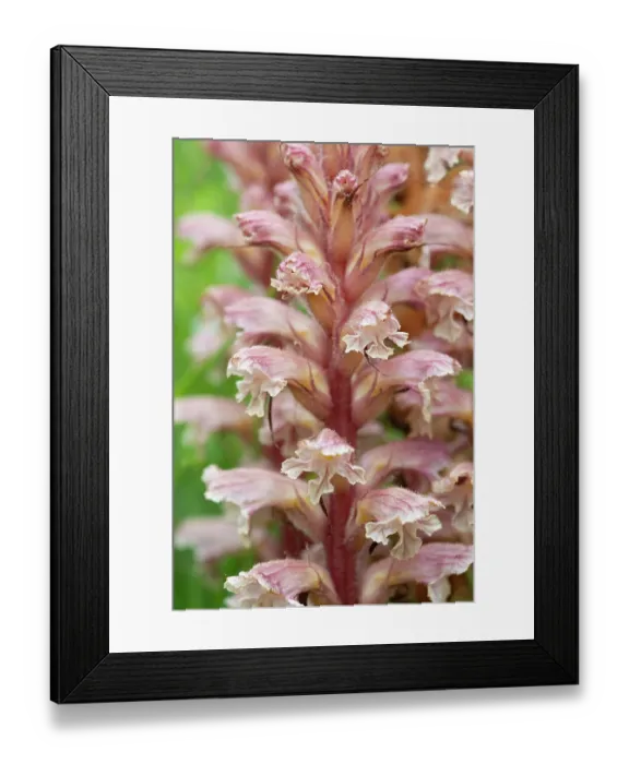 Framed Print : Amethyst broomrape (Orobanche amethystea) in flower, Nijmegen, The Netherlands. May Framed Print : Amethyst broomrape (Orobanche amethystea) in flower, Nijmegen, The Netherlands. May