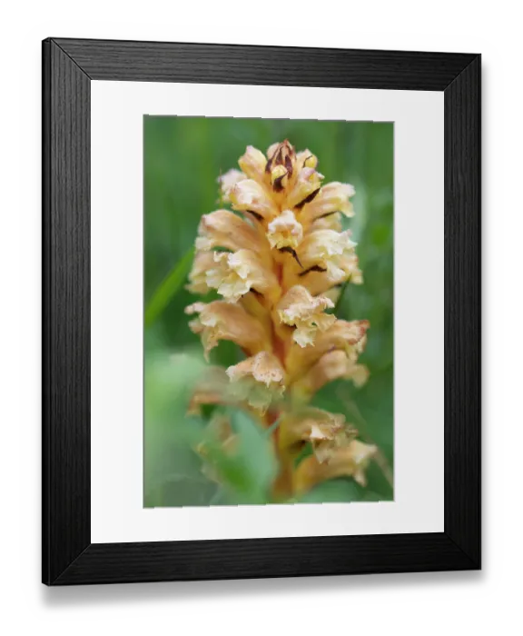 Framed Print : Yellow broomrape (Orobanche lutea) in flower, Nijmegen, The Netherlands. May Framed Print : Yellow broomrape (Orobanche lutea) in flower, Nijmegen, The Netherlands. May