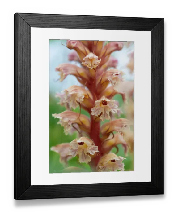 Framed Print : Amethyst broomrape (Orobanche amethystea) in flower, Nijmegen, The Netherlands. May Framed Print : Amethyst broomrape (Orobanche amethystea) in flower, Nijmegen, The Netherlands. May