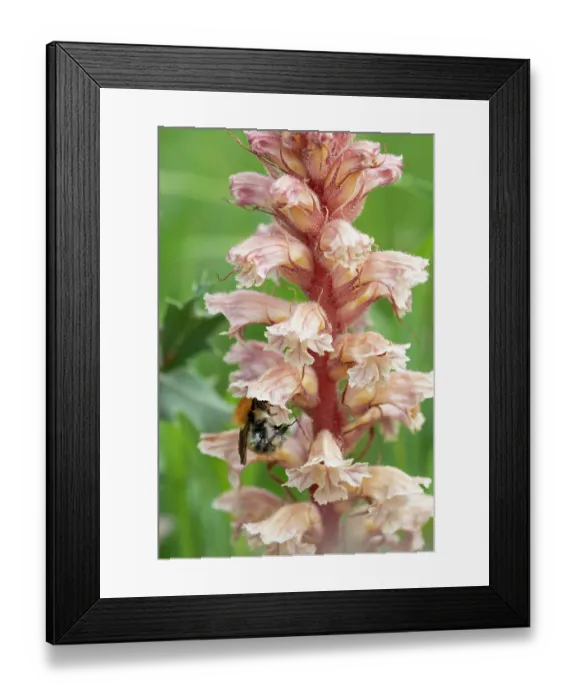 Framed Print : Common carder bumblebee (Bombus pascuorum) nectaring on Amethyst broomrape (Orobanche amethystea) flower, Nijmegen, The Netherlands. May Framed Print : Common carder bumblebee (Bombus pascuorum) nectaring on Amethyst broomrape (Orobanche amethystea) flower, Nijmegen, The Netherlands. May