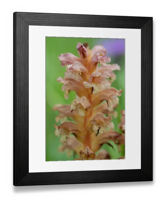 Framed Print : Yellow broomrape (Orobanche lutea) in flower, Nijmegen, The Netherlands. May Framed Print : Yellow broomrape (Orobanche lutea) in flower, Nijmegen, The Netherlands. May
