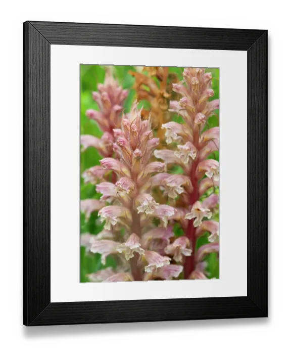 Framed Print : Amethyst broomrape (Orobanche amethystea) in flower, Nijmegen, The Netherlands. May Framed Print : Amethyst broomrape (Orobanche amethystea) in flower, Nijmegen, The Netherlands. May