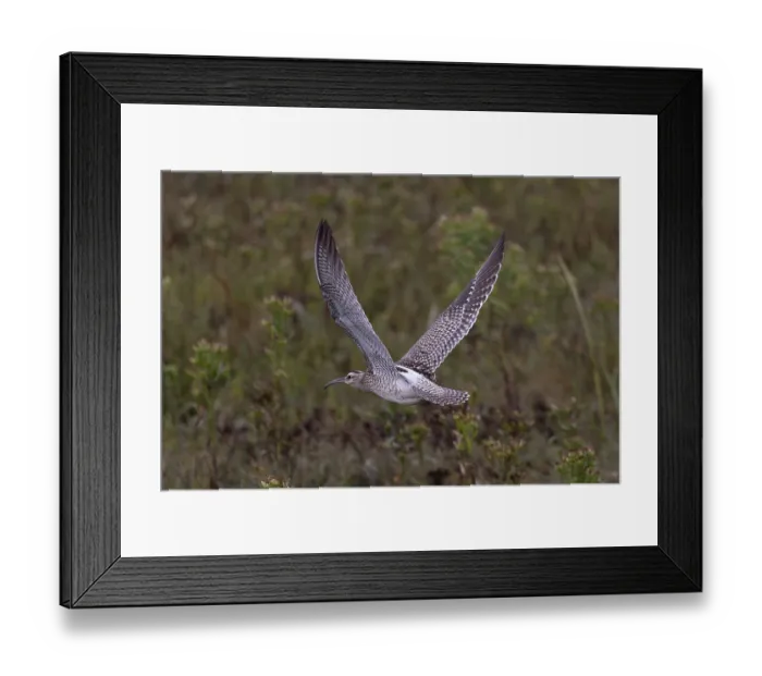 Framed Print : Whimbrel (Numenius phaeopus) in flight, Norfolk, England, UK. September Framed Print : Whimbrel (Numenius phaeopus) in flight, Norfolk, England, UK. September