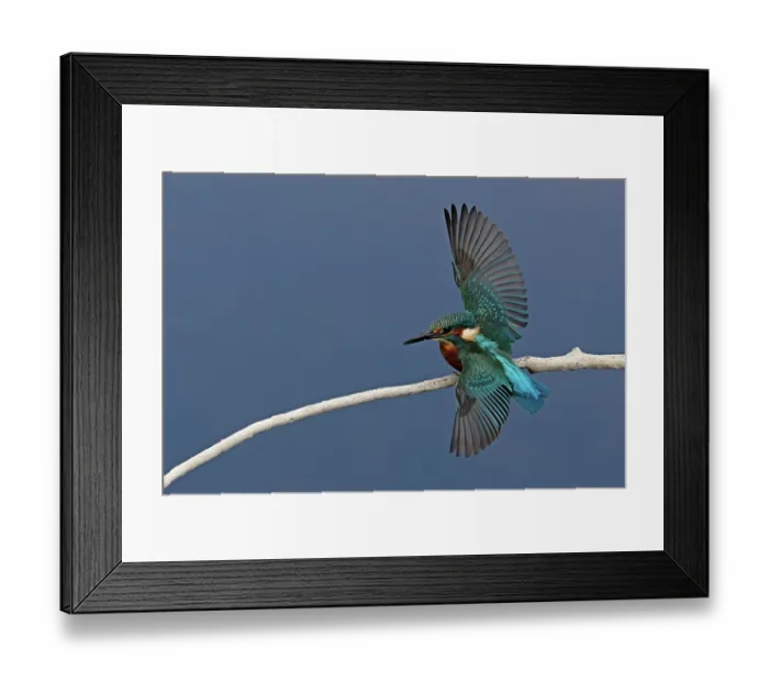 Framed Print : Common kingfisher (Alcedo atthis) male, perched on branch spreading wings, Suffolk, England, UK. August