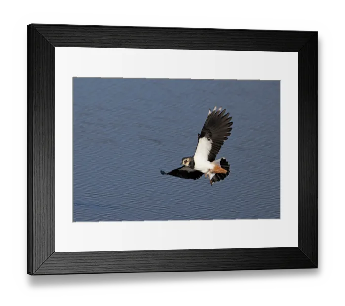 Framed Print : Lapwing (Vanellus vanellus) in flight, Norfolk, England, UK. September