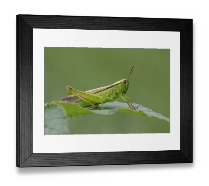 Framed Print : Green leek grasshopper (Mecostethus parapleurus) resting on a leaf, Switzerland. August Framed Print : Green leek grasshopper (Mecostethus parapleurus) resting on a leaf, Switzerland. August