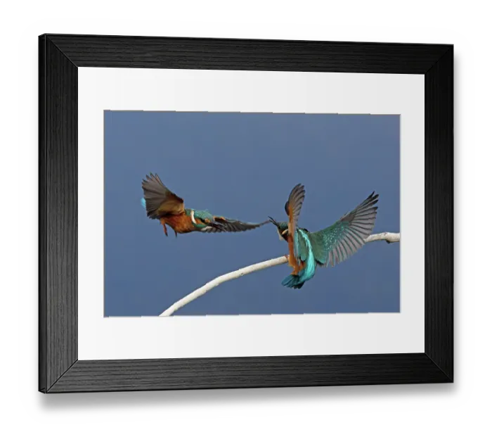 Framed Print : Two Common kingfisher (Alcedo atthis) males, squabbling, Suffolk, England, UK. August Framed Print : Two Common kingfisher (Alcedo atthis) males, squabbling, Suffolk, England, UK. August