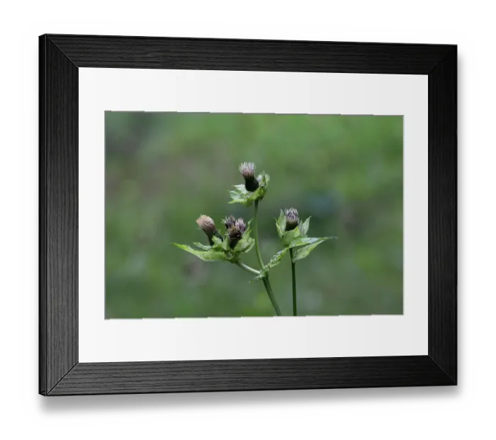 Framed Print : Cabbage thistle (Cirsium oleraceum) in flower, Switzerland. August Framed Print : Cabbage thistle (Cirsium oleraceum) in flower, Switzerland. August