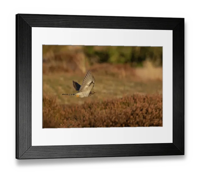 Framed Print : Common cuckoo (Cuculus canorus) juvenile, in flight, Norfolk, England, UK. October Framed Print : Common cuckoo (Cuculus canorus) juvenile, in flight, Norfolk, England, UK. October