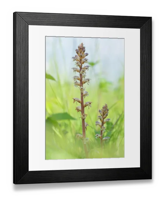 Framed Print : Common / Lesser Broomrape (Orobanche minor) in flower, Nijmegen, The Netherlands. May Framed Print : Common / Lesser Broomrape (Orobanche minor) in flower, Nijmegen, The Netherlands. May