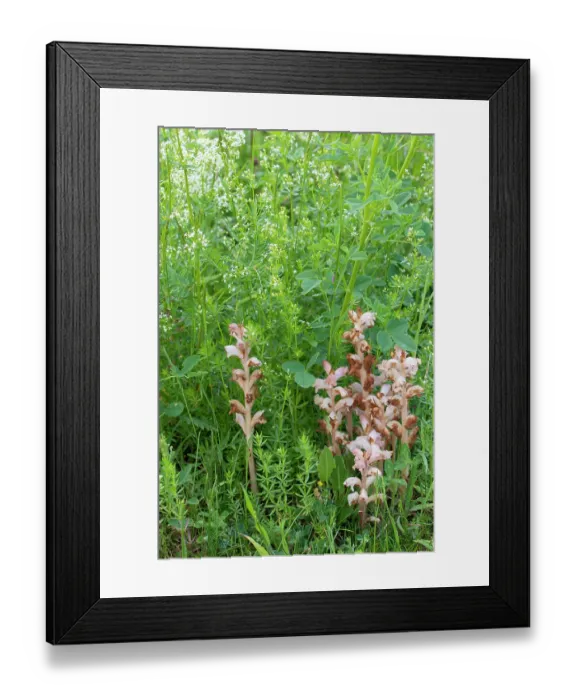 Framed Print : Clove-scented broomrape (Orobanche caryophyllacea) flowering, Nijmegen, The Netherlands. May