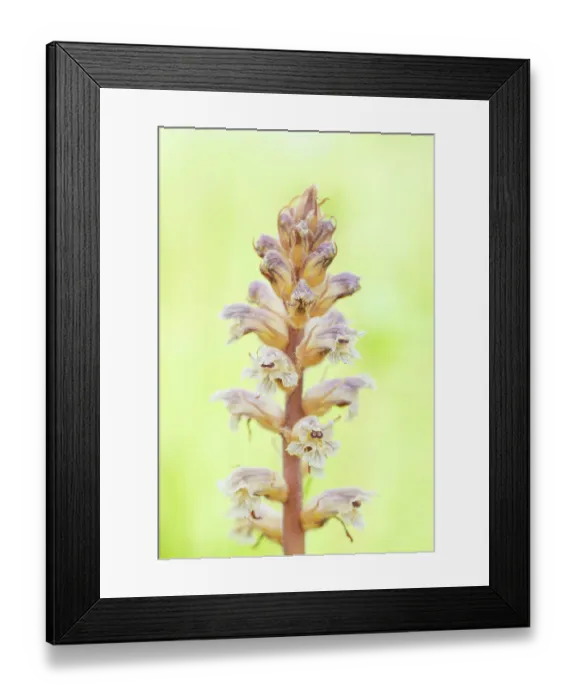 Framed Print : Common / Lesser Broomrape (Orobanche minor) in flower, Nijmegen, The Netherlands. May Framed Print : Common / Lesser Broomrape (Orobanche minor) in flower, Nijmegen, The Netherlands. May