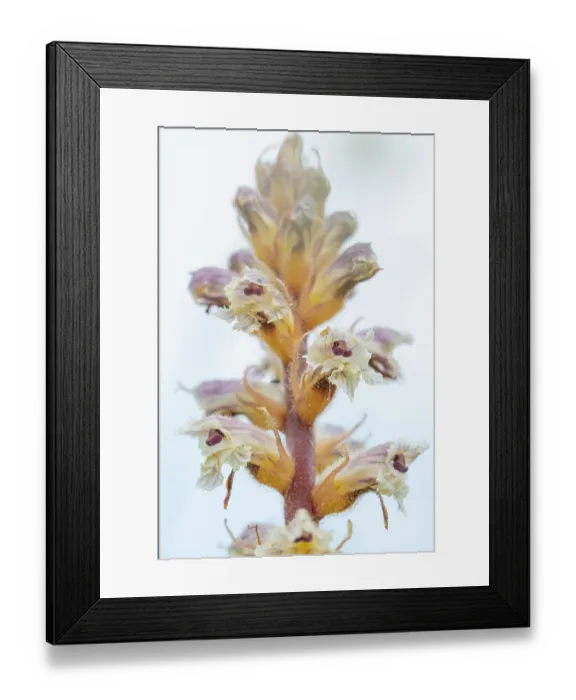 Framed Print : Common / Lesser Broomrape (Orobanche minor) in flower, Nijmegen, The Netherlands. May Framed Print : Common / Lesser Broomrape (Orobanche minor) in flower, Nijmegen, The Netherlands. May
