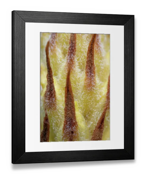 Framed Print : Greater broomrape (Orobanche rapum-genistae) close up of flower, Nijmegen, The Netherlands. May Framed Print : Greater broomrape (Orobanche rapum-genistae) close up of flower, Nijmegen, The Netherlands. May