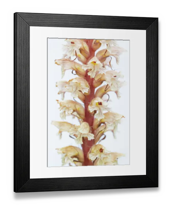 Framed Print : Amethyst broomrape (Orobanche amethystea) in flower, Nijmegen, The Netherlands. May Framed Print : Amethyst broomrape (Orobanche amethystea) in flower, Nijmegen, The Netherlands. May