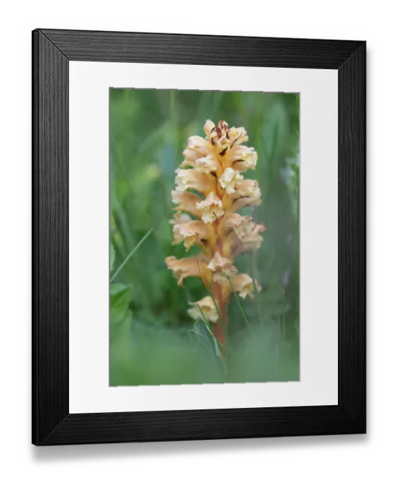 Framed Print : Yellow broomrape (Orobanche lutea) in flower, Nijmegen, The Netherlands. May