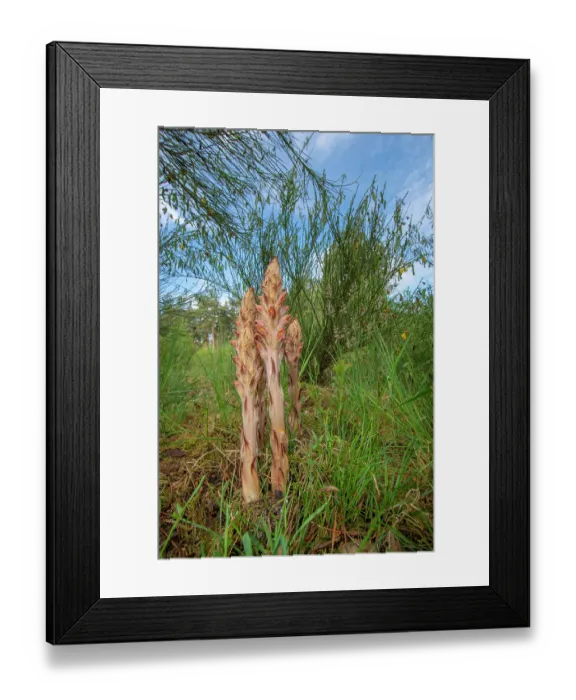 Framed Print : Greater broomrape (Orobanche rapum-genistae) in flower, Nijmegen, The Netherlands. May