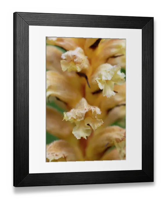Framed Print : Yellow broomrape (Orobanche lutea) in flower, Nijmegen, The Netherlands. May Framed Print : Yellow broomrape (Orobanche lutea) in flower, Nijmegen, The Netherlands. May