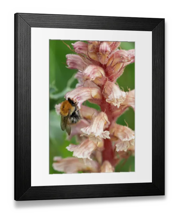 Framed Print : Common carder bumblebee (Bombus pascuorum) nectaring on Amethyst broomrape (Orobanche amethystea) flower, Nijmegen, The Netherlands. May Framed Print : Common carder bumblebee (Bombus pascuorum) nectaring on Amethyst broomrape (Orobanche amethystea) flower, Nijmegen, The Netherlands. May