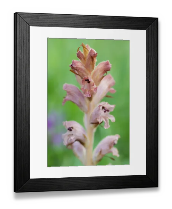 Framed Print : Clove-scented broomrape (Orobanche caryophyllacea) flowering, Nijmegen, The Netherlands. May