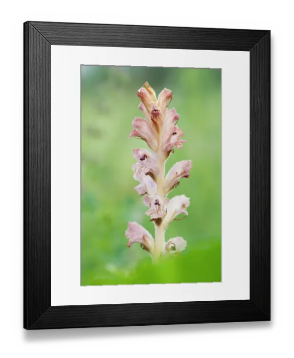 Framed Print : Clove-scented broomrape (Orobanche caryophyllacea) flowering, Nijmegen, The Netherlands. May Framed Print : Clove-scented broomrape (Orobanche caryophyllacea) flowering, Nijmegen, The Netherlands. May