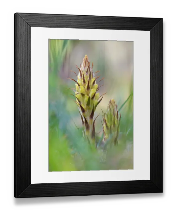 Framed Print : Greater broomrape (Orobanche rapum-genistae) in flower, Nijmegen, The Netherlands. May Framed Print : Greater broomrape (Orobanche rapum-genistae) in flower, Nijmegen, The Netherlands. May