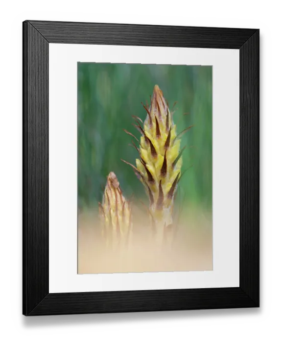 Framed Print : Greater broomrape (Orobanche rapum-genistae) in flower, Nijmegen, The Netherlands. May Framed Print : Greater broomrape (Orobanche rapum-genistae) in flower, Nijmegen, The Netherlands. May