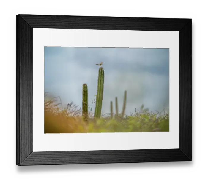 Framed Print : Grey kingbird (Tyrannus dominicensis) perched on top of cactus, Aruba Framed Print : Grey kingbird (Tyrannus dominicensis) perched on top of cactus, Aruba