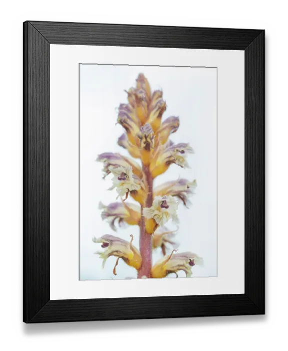 Framed Print : Common / Lesser Broomrape (Orobanche minor) in flower, Nijmegen, The Netherlands. May Framed Print : Common / Lesser Broomrape (Orobanche minor) in flower, Nijmegen, The Netherlands. May