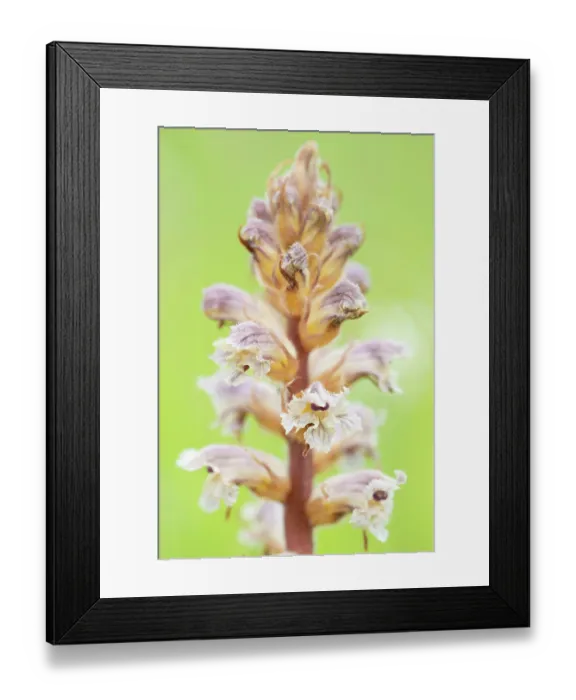 Framed Print : Common / Lesser Broomrape (Orobanche minor) in flower, Nijmegen, The Netherlands. May Framed Print : Common / Lesser Broomrape (Orobanche minor) in flower, Nijmegen, The Netherlands. May