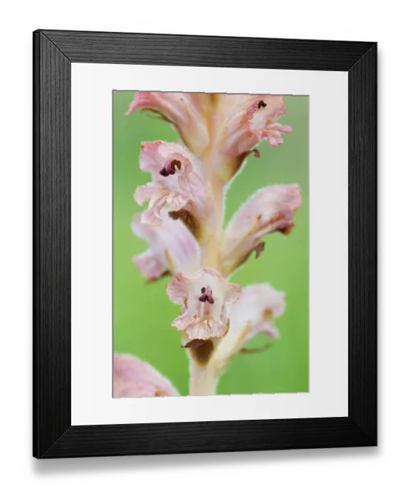 Framed Print : Clove-scented broomrape (Orobanche caryophyllacea) flowering, Nijmegen, The Netherlands. May Framed Print : Clove-scented broomrape (Orobanche caryophyllacea) flowering, Nijmegen, The Netherlands. May