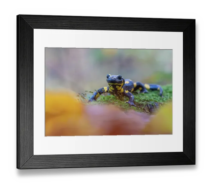 Framed Print : Fire salamander (Salamandra salamandra) in woodland, portrait, Hallerbos, Belgium. November Framed Print : Fire salamander (Salamandra salamandra) in woodland, portrait, Hallerbos, Belgium. November