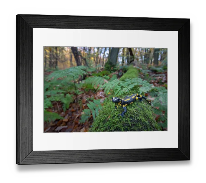 Framed Print : Fire salamander (Salamandra salamandra) in woodland, portrait, Hallerbos, Belgium. November Framed Print : Fire salamander (Salamandra salamandra) in woodland, portrait, Hallerbos, Belgium. November
