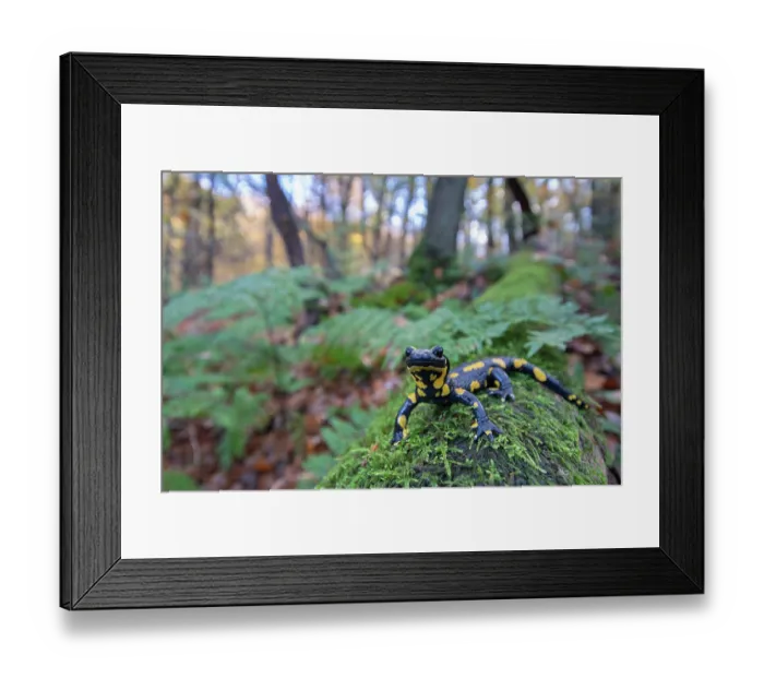Framed Print : Fire salamander (Salamandra salamandra) in woodland, portrait, Hallerbos, Belgium. November