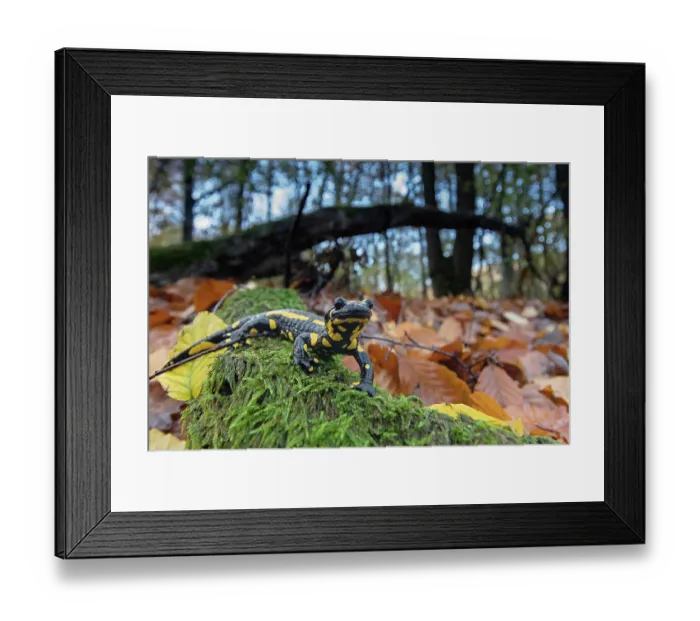 Framed Print : Fire salamander (Salamandra salamandra) in woodland, portrait, Hallerbos, Belgium. November Framed Print : Fire salamander (Salamandra salamandra) in woodland, portrait, Hallerbos, Belgium. November