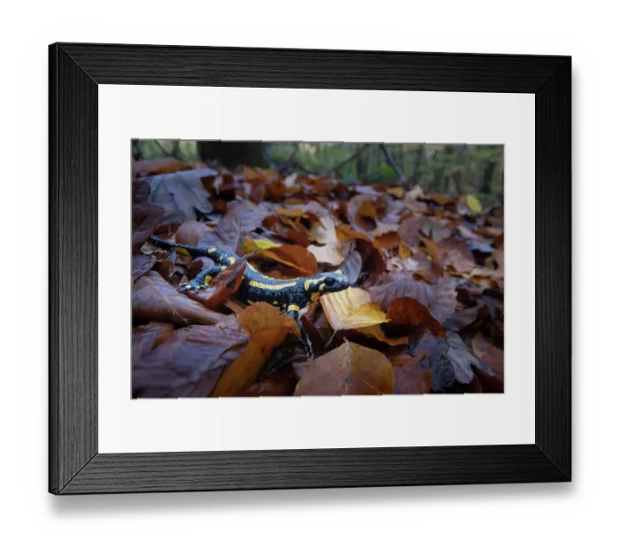 Framed Print : Fire salamander (Salamandra salamandra) among dried leaves, Hallerbos, Belgium. November Framed Print : Fire salamander (Salamandra salamandra) among dried leaves, Hallerbos, Belgium. November