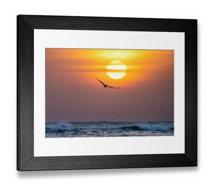 Framed Print : Brown pelican (Pelecanus occidentalis) in flight, silhouetted in front of the setting sun, Baby beach, Aruba, Caribbean Sea Framed Print : Brown pelican (Pelecanus occidentalis) in flight, silhouetted in front of the setting sun, Baby beach, Aruba, Caribbean Sea