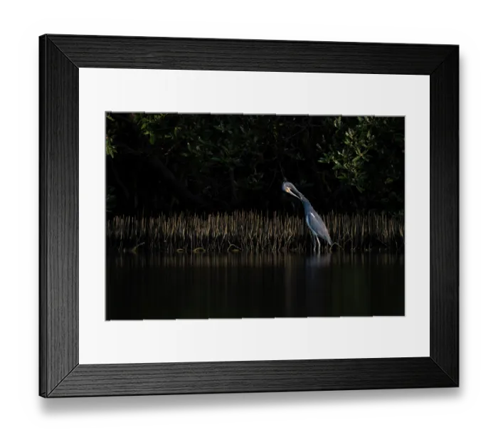 Framed Print : Tricolored heron (Egretta tricolor) preening among the aerial roots of Black mangroves (Avicennia germinans) at sunset, Spanish lagoon, Aruba Framed Print : Tricolored heron (Egretta tricolor) preening among the aerial roots of Black mangroves (Avicennia germinans) at sunset, Spanish lagoon, Aruba