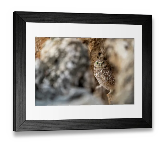 Framed Print : Aruban burrowing owl (Athene cunicularia arubensis) perched in front of nesting site, Aruba Framed Print : Aruban burrowing owl (Athene cunicularia arubensis) perched in front of nesting site, Aruba