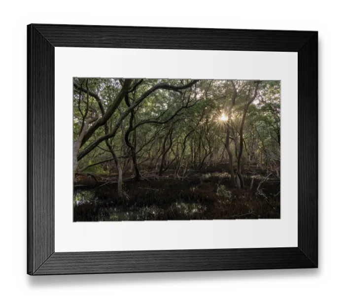 Framed Print : Black mangrove (Avicennia germinans) forest at sunset, Spanish lagoon, Aruba Framed Print : Black mangrove (Avicennia germinans) forest at sunset, Spanish lagoon, Aruba
