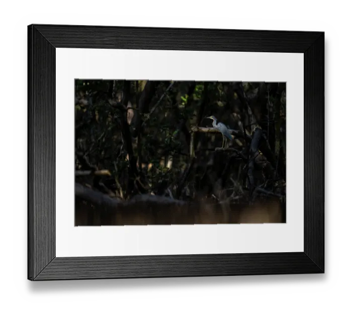 Framed Print : Tricolored heron (Egretta tricolor) perched in Black mangrove (Avicennia germinans) forest at sunset, Spanish lagoon, Aruba Framed Print : Tricolored heron (Egretta tricolor) perched in Black mangrove (Avicennia germinans) forest at sunset, Spanish lagoon, Aruba