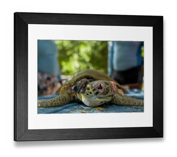 Framed Print : Green sea turtle (Chelonia mydas) is assessed for its condition as part of a monitoring effort to estimate the seriousness of fibropapillomatosis (FP) Framed Print : Green sea turtle (Chelonia mydas) is assessed for its condition as part of a monitoring effort to estimate the seriousness of fibropapillomatosis (FP)