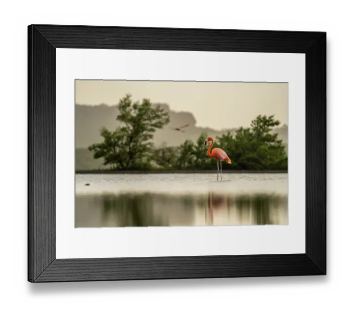 Framed Print : American flamingo (Phoenicopterus ruber) standing in shallow water with another in flight in the background, Jan-Kok, Curacao, Dutch Caribbean Framed Print : American flamingo (Phoenicopterus ruber) standing in shallow water with another in flight in the background, Jan-Kok, Curacao, Dutch Caribbean