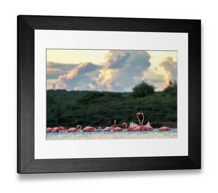 Framed Print : RF - Group of American flamingos (Phoenicopterus ruber) foraging and fighting in seawater at sunset, Curacao, Dutch Caribbean Framed Print : RF - Group of American flamingos (Phoenicopterus ruber) foraging and fighting in seawater at sunset, Curacao, Dutch Caribbean