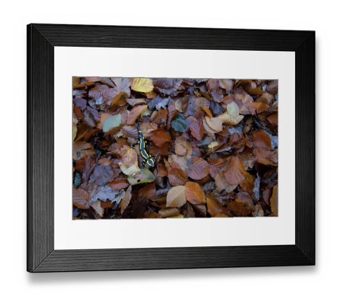 Framed Print : Fire salamander (Salamandra salamandra) among dried leaves, Hallerbos, Belgium. November Framed Print : Fire salamander (Salamandra salamandra) among dried leaves, Hallerbos, Belgium. November