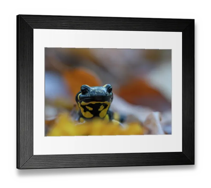 Framed Print : Fire salamander (Salamandra salamandra) portrait, Hallerbos, Belgium. November Framed Print : Fire salamander (Salamandra salamandra) portrait, Hallerbos, Belgium. November